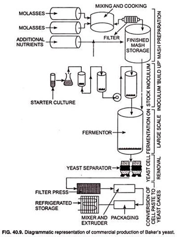 Biodiesel plant